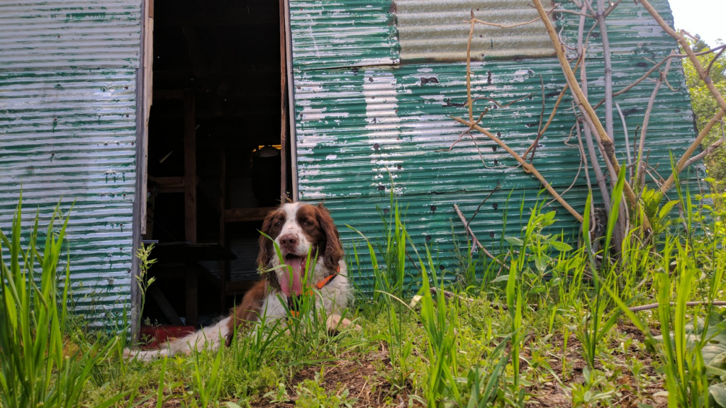 Racer resting at Holmes Cabin